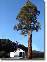 Barn and Tree on John Muir Ranch