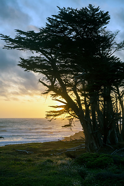 Cypress on a Bluff in Fort Bragg Overlooking the Pacific Ocean