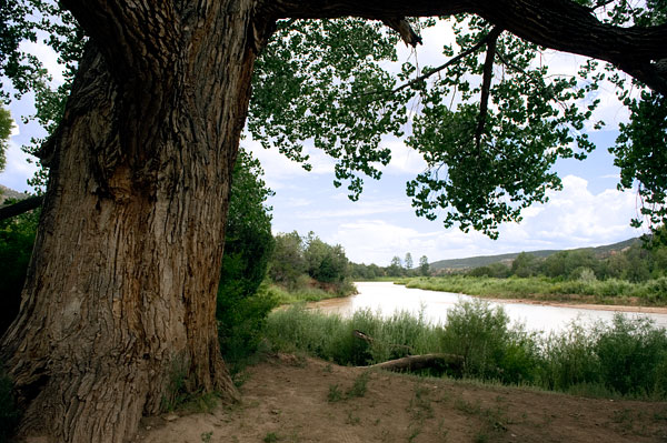 Rio Chama Cottonwood