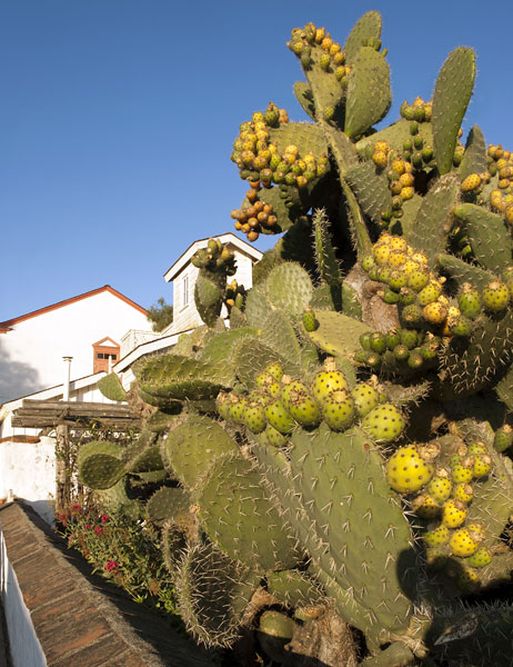 Gigantic Prickly Pear Cactus Near Plaza Hotel
