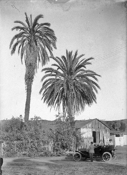 Serra Palms Photographed Around 1915