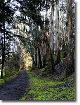 Trail in Glen Canyon, San Francisco. Photograph copyright &copy; 2004 by Alvis E Hendley.