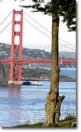 Golden Gate Bridge Viewed From Lincoln Park