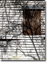 Hastings Adobe Wood Siding