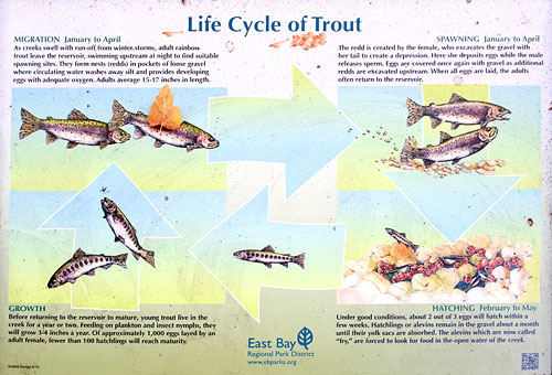 San Leandro Creek Restoration