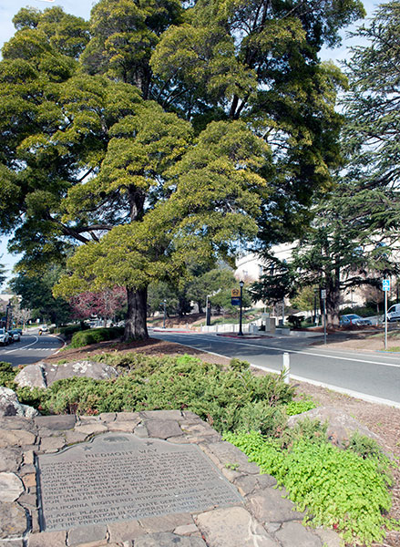 California Historical Landmark #986: Piedmont Way in Berkeley, California