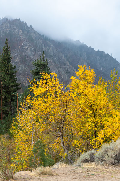 Aspen Grove on West Fork Carson River