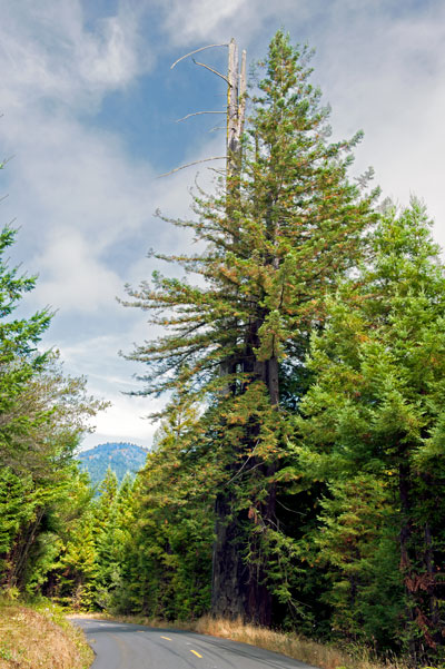 California Landmark 164: Indian Arrow Tree in Humboldt County