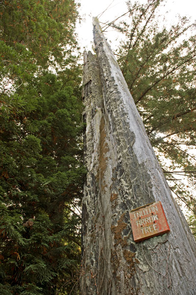 California Landmark 164: Indian Arrow Tree in Humboldt County