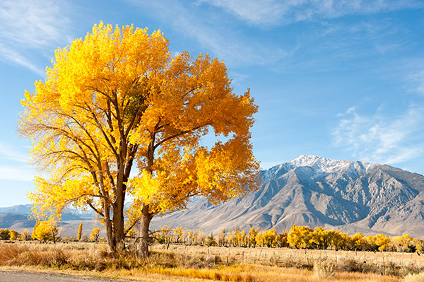 Cottonwood Trees in Round Valley Near the Town of Bishop, California