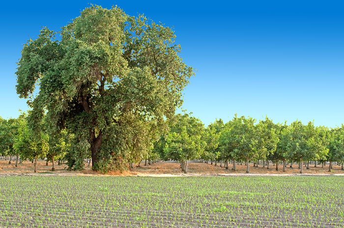 Farm in San Joaquin Valley, California