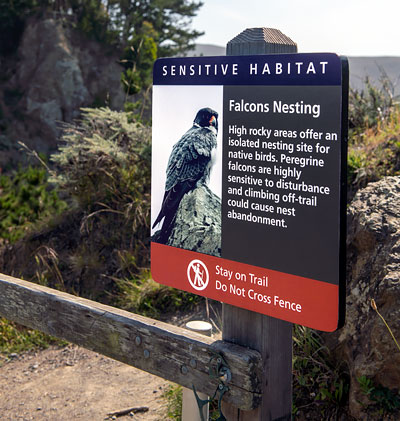 Falcons Nesting at Muir Beach Overlook