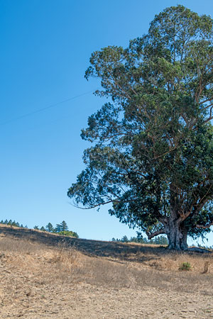 Stewart Ranch Blue Gum Eucalyptus