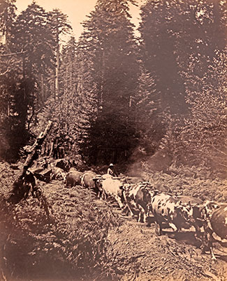 Bull Team Logging Near Gualala