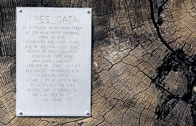 Fort Bragg Redwood Tree