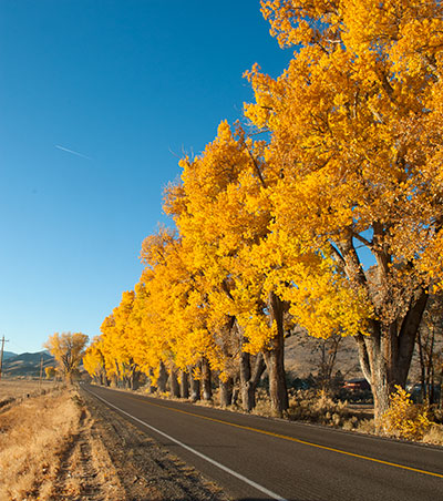 Cottonwood Trees on Route 395 in Topaz