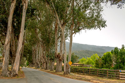 National Register #07001352: Eucalyptus Tree Row