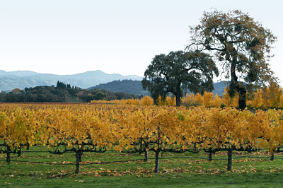 Vines at Far Niente Winery in Oakville, California