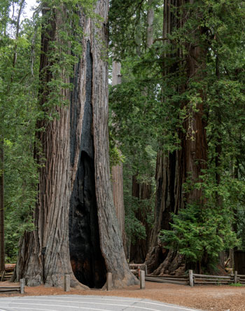 Chimney Tree in Big Basin Redwoods State Park