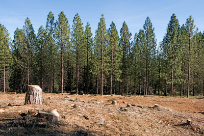 The Conifer Forest Along Ridge Road