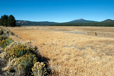 A Big Meadow