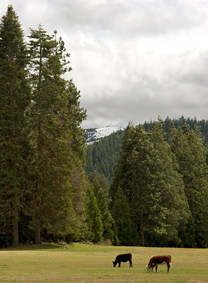 Old Stage Road Near City of Mt. Shasta