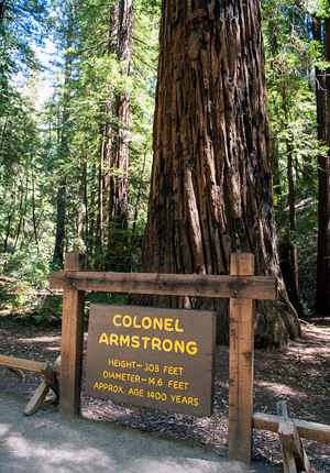 Colonel Armstrong Redwood Tree