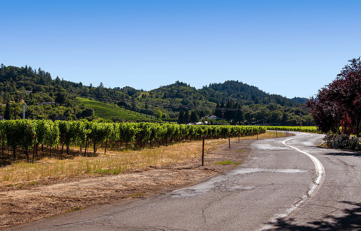 Vineyards on Lambert Bridge Road