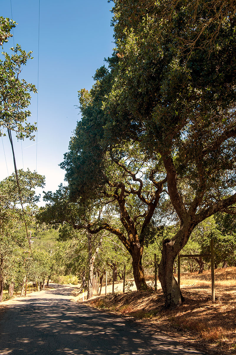 Sonoma Mountain Road