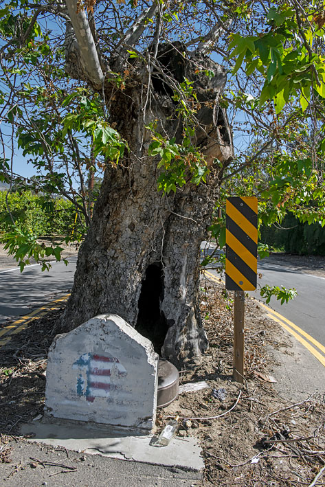 California Historical Landmark 756: Sycamore Tree