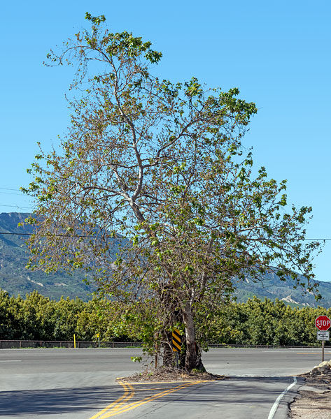 California Historical Landmark 756: Sycamore Tree