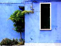 Wisteria in Burano