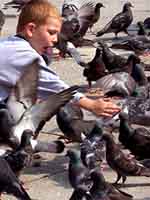 Ragazzi and Pigeons, Venice, Italy.