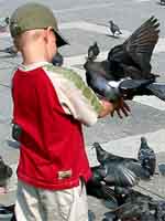 Ragazzo and Pigeons, Venice, Italy.