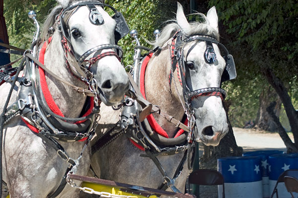 Yolo County Horse Show